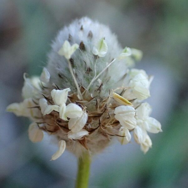 Plantago lagopus 花