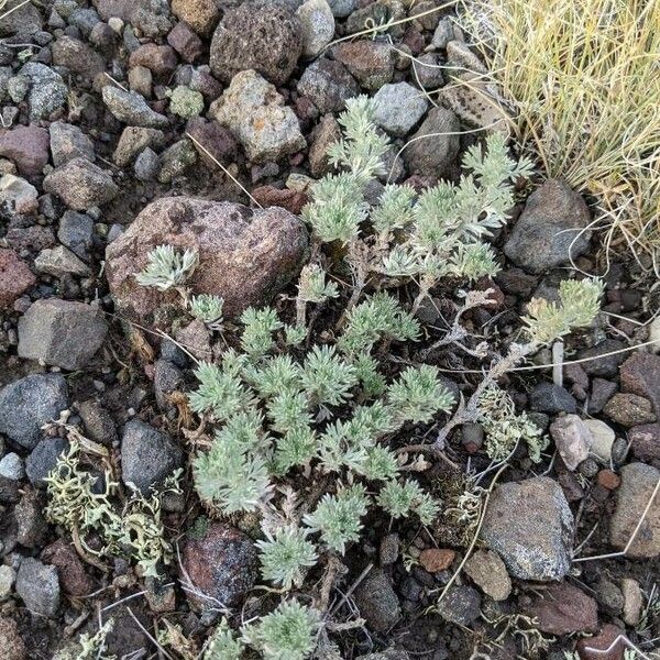 Artemisia frigida Лист