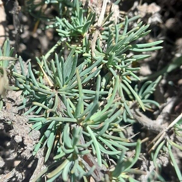 Berberis empetrifolia Blatt