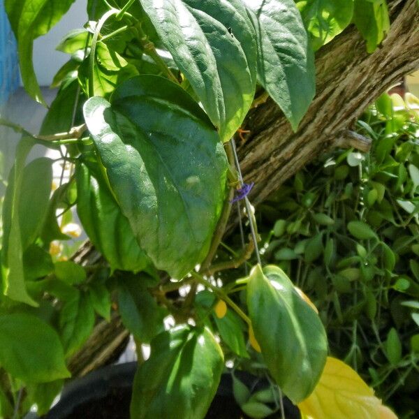 Cassia fistula Blad