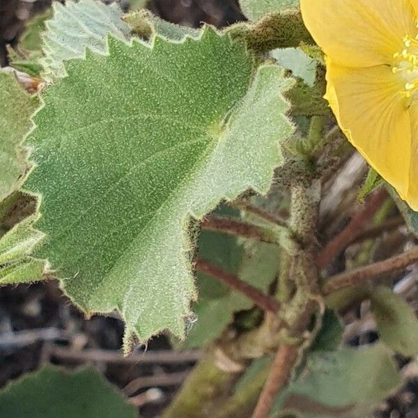 Abutilon mauritianum Blatt