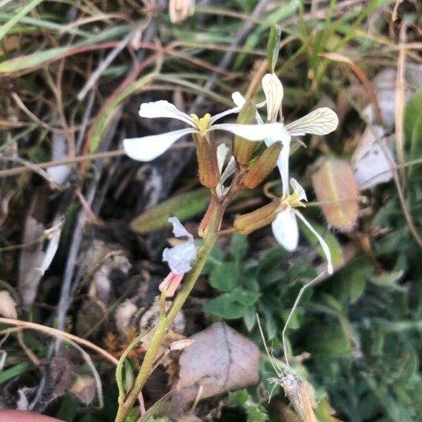 Eruca vesicaria Flower