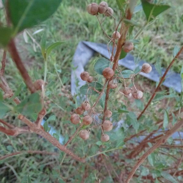 Lawsonia inermis फल