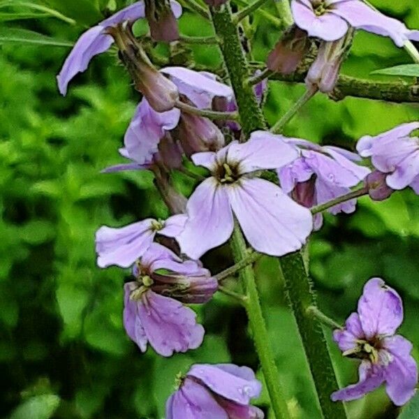 Hesperis matronalis ফুল