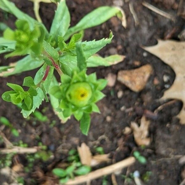 Silphium asteriscus Bloem