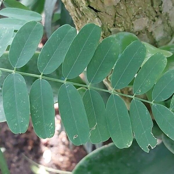 Sesbania punicea Leaf