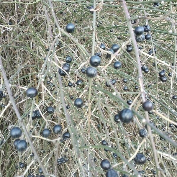 Jasminum fruticans Plod