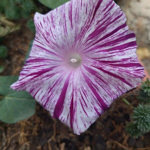 Ipomoea purpurea Flower