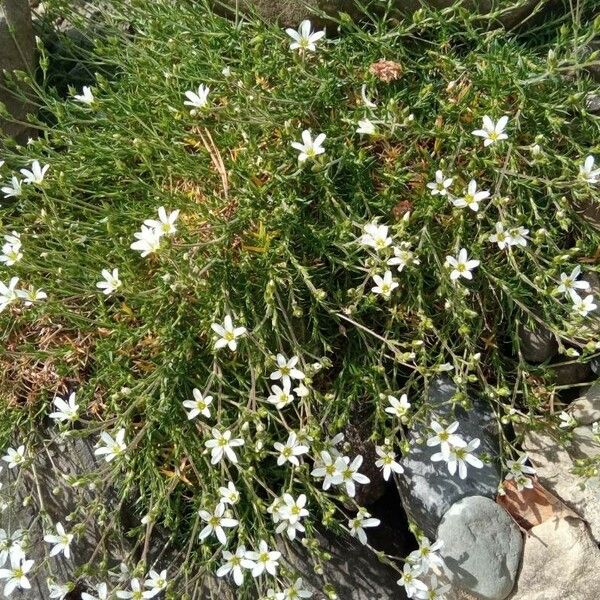Arenaria grandiflora Flors