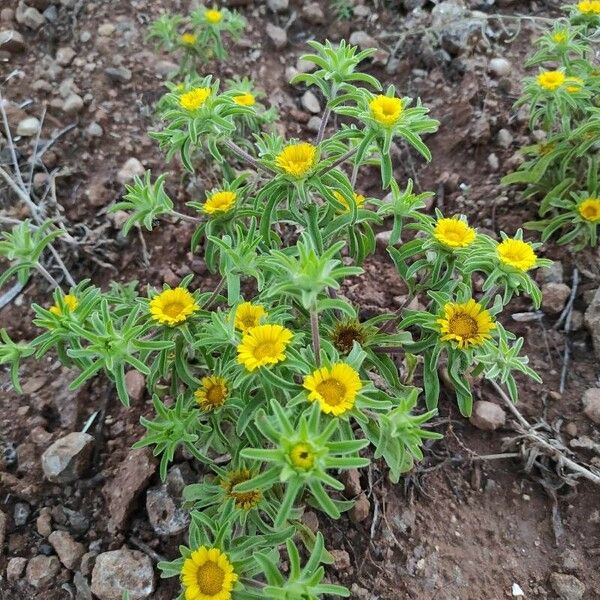 Asteriscus aquaticus Flower