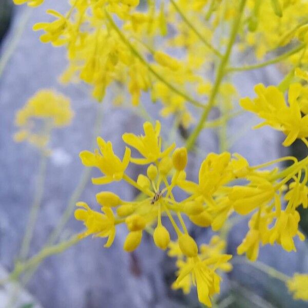 Isatis tinctoria ফুল