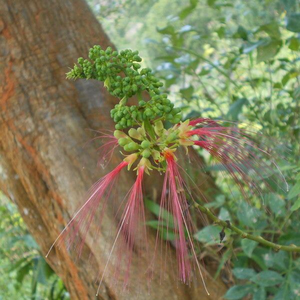 Calliandra houstoniana Flor