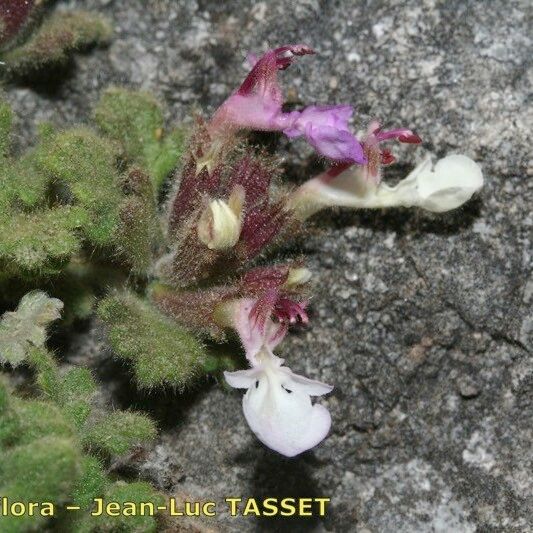 Teucrium rotundifolium Flower