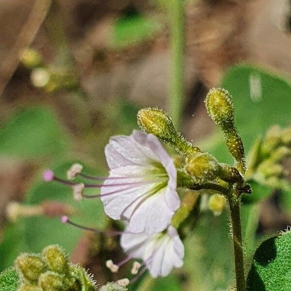 Commicarpus helenae Blomma