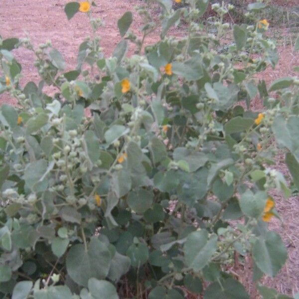 Abutilon pannosum Blomst