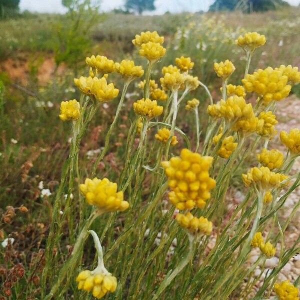 Helichrysum saxatile Flor