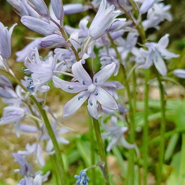 Hyacinthoides hispanica 花