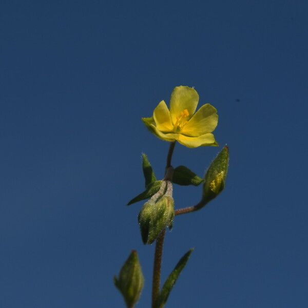 Helianthemum salicifolium Vivejo