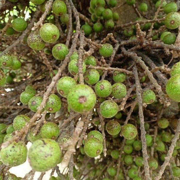 Ficus sur Плод