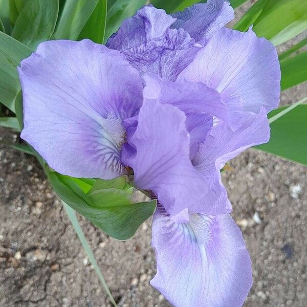 Iris pumila Floare