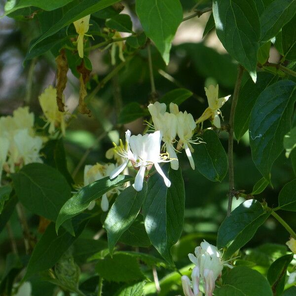 Lonicera xylosteum Λουλούδι