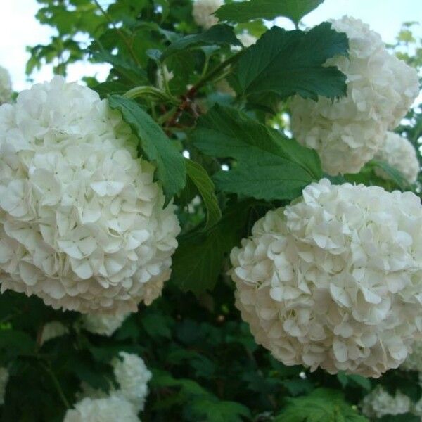 Viburnum opulus 花