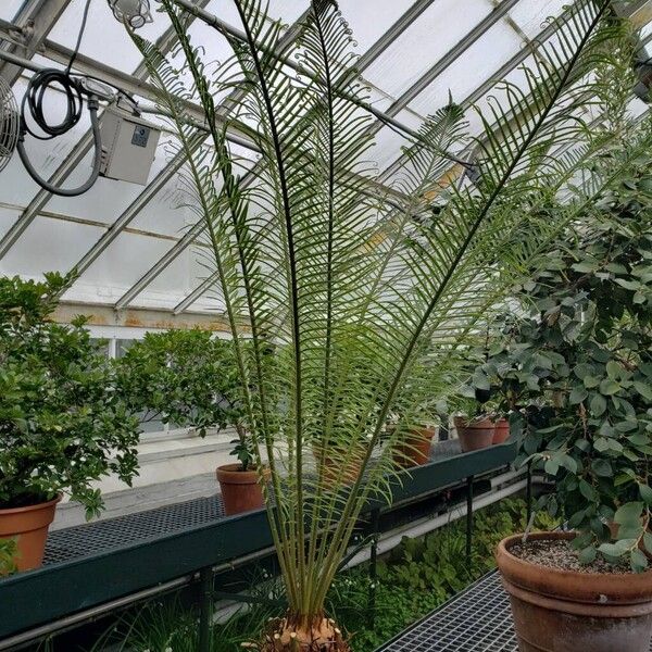 Cycas revoluta Habit