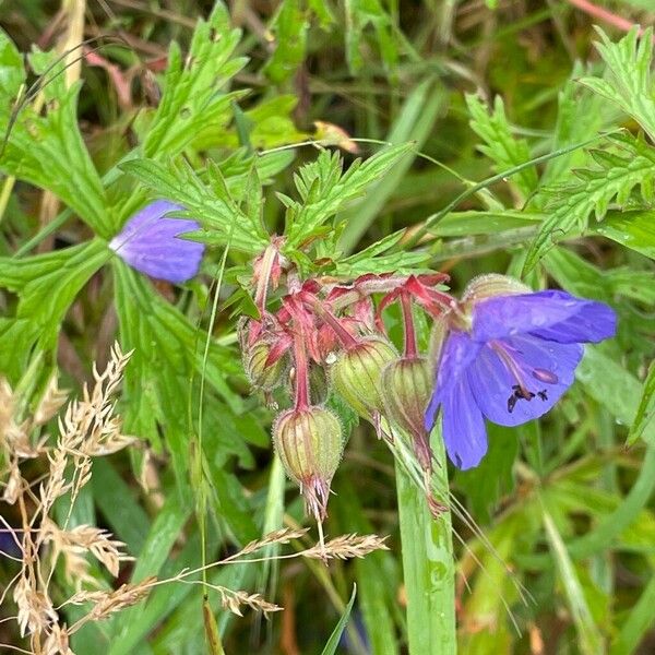 Geranium pratense Flors