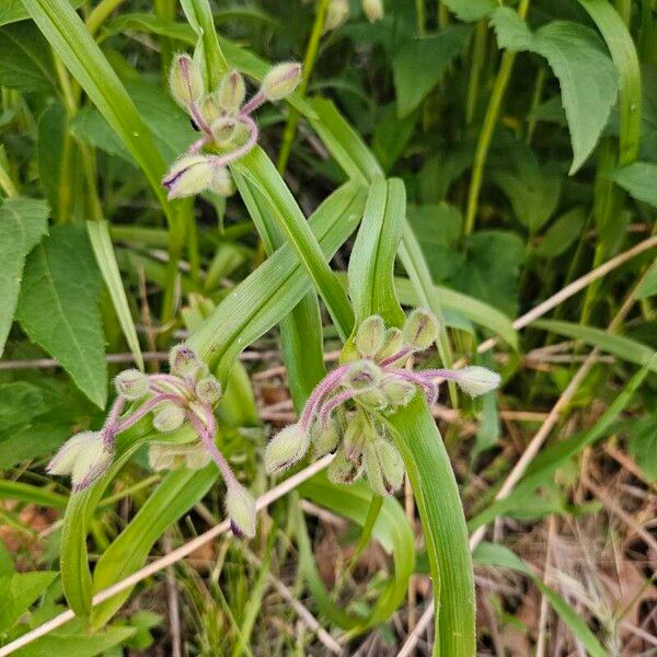 Tradescantia ohiensis Flor