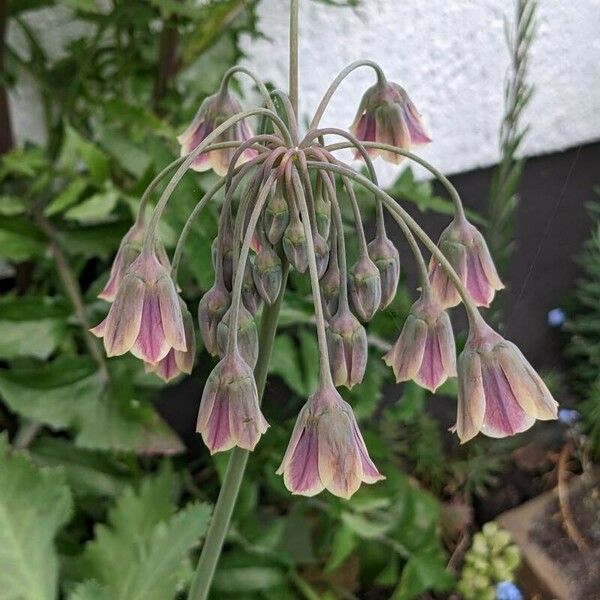 Allium siculum Blodyn