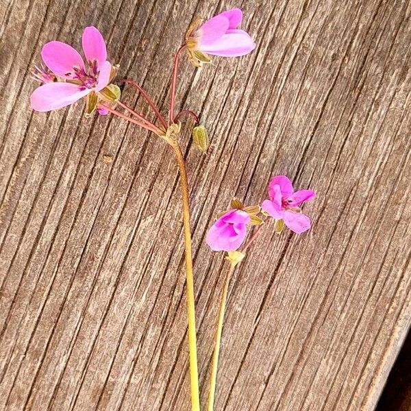 Erodium acaule Kvet