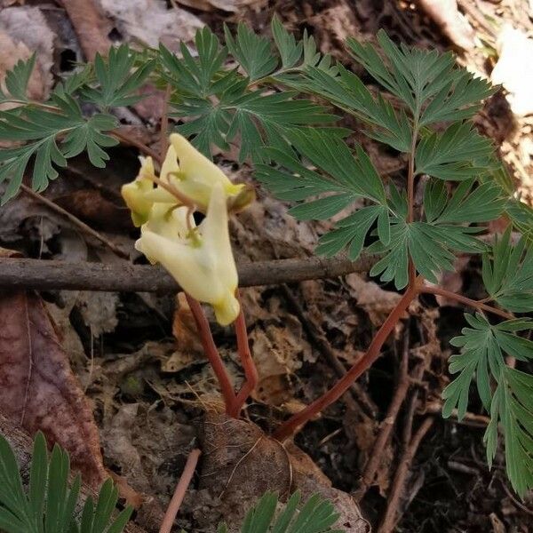 Dicentra cucullaria Квітка