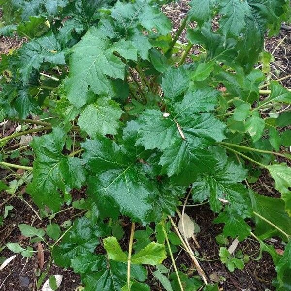 Acanthus mollis Φύλλο