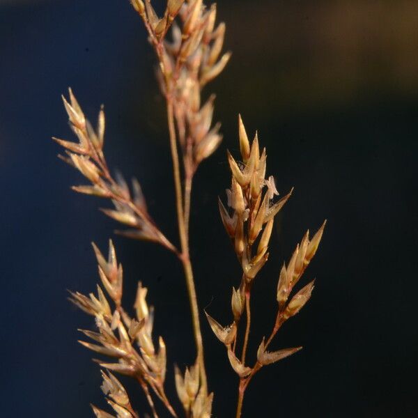 Agrostis canina Flower