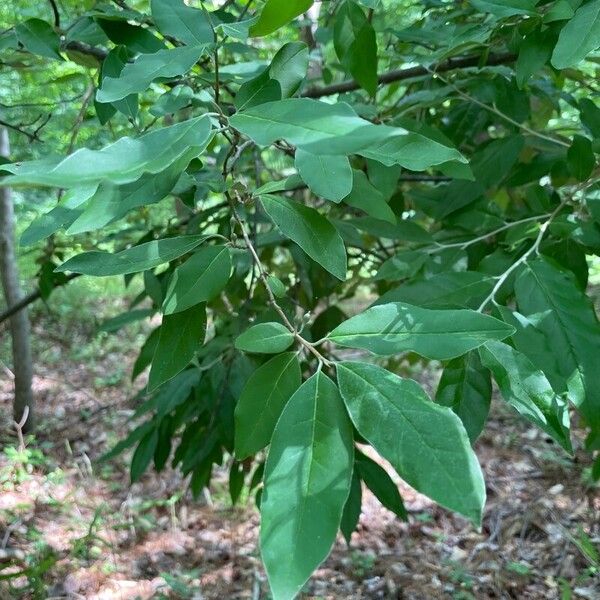 Elaeagnus umbellata List