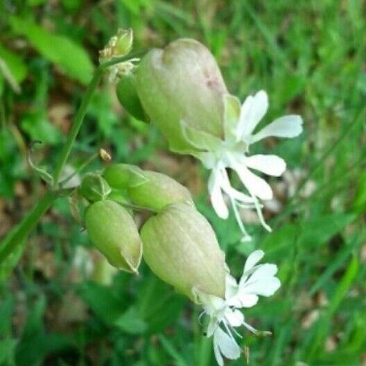 Silene vulgaris Žiedas