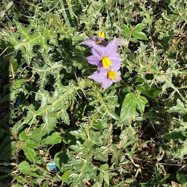 Solanum virginianum പുഷ്പം