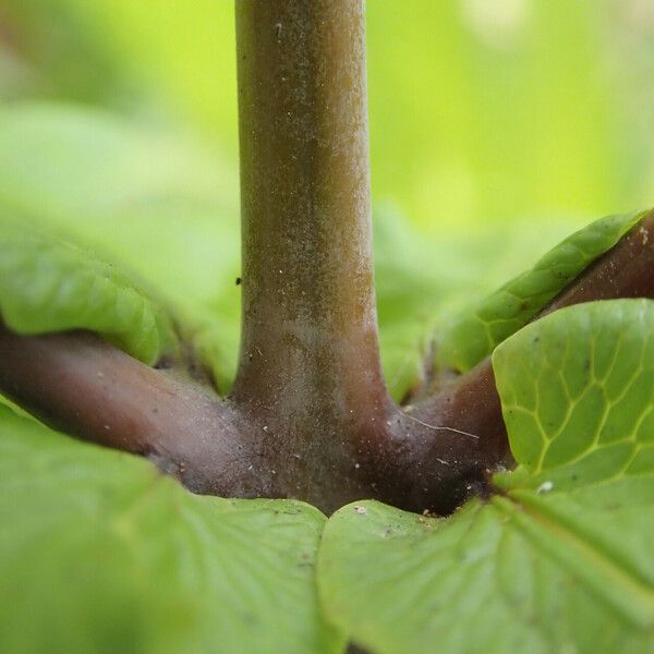 Histiopteris incisa Leaf