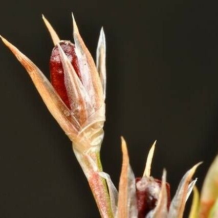 Juncus rechingeri Frukto