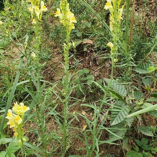 Linaria vulgaris Hábitos