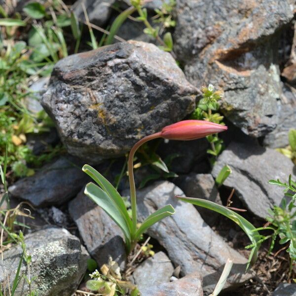 Tulipa sylvestris Õis