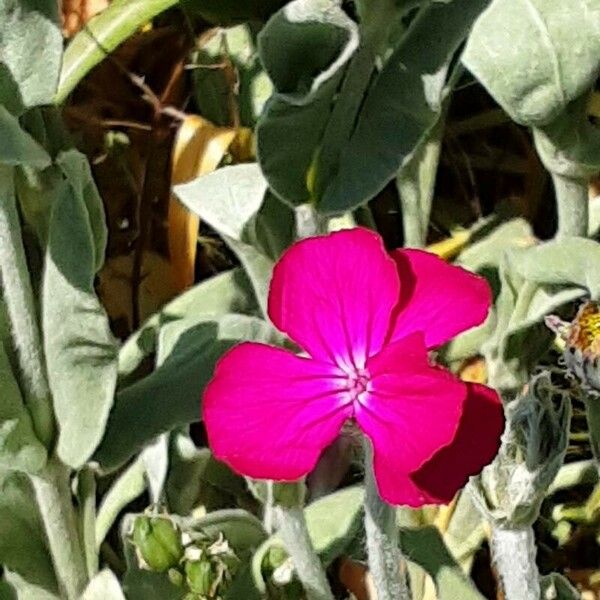 Silene coronaria Žiedas