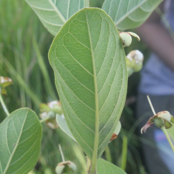 Psidium guineense Fruit