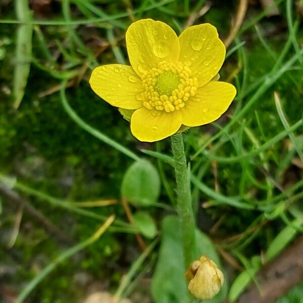 Ranunculus bullatus Blüte