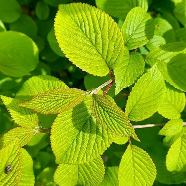 Viburnum plicatum List