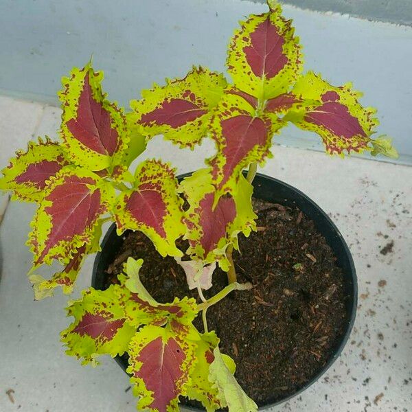 Coleus decurrens Blatt