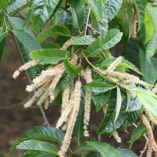 Castanea mollissima Flower