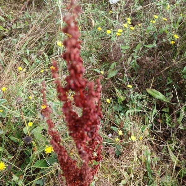 Rumex aquaticus Flower