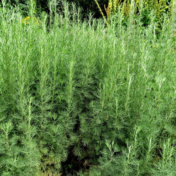 Artemisia abrotanum Habit