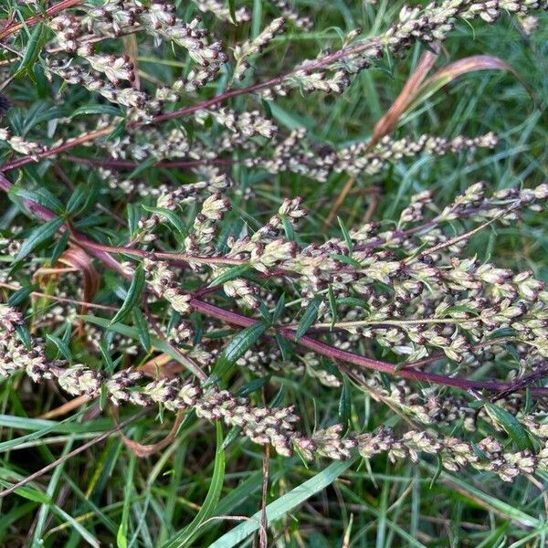 Artemisia vulgaris Fruto